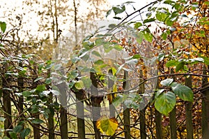 An old fence of a wild garden in romantical backlight