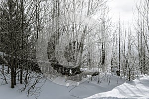 Starý plot u zimní cesty