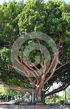 Old ficus tree on a city street