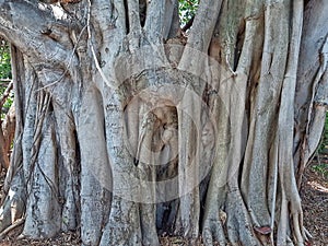 Old ficus tree, Ficus obliqua