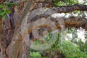 Old ficus tree, Ficus sycomorus