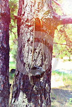Old film camera hanging on a tree bough in the woods