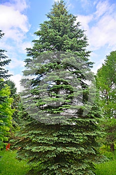 Old fir-tree in Dendrology garden in Pereslavl-Zalessky city