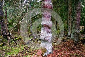 Old fir trees with ring-shaped growths on thick trunks