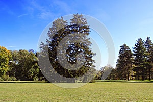 Old firs in park Oleksandriya in Bila Tserkva, Ukraine