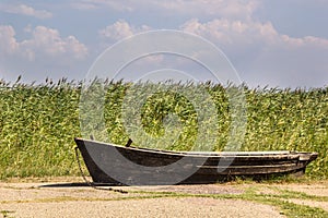 Old fishing boat on asphalt on the background of reeds