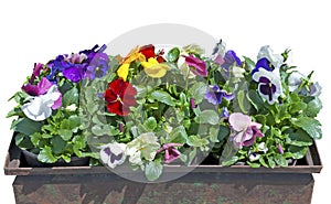 Box with beautiful colorful pansy