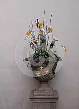 Old Flower Pot with Daffodils