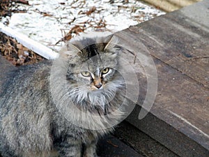 Old fluffy siberian cat