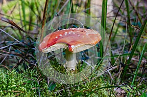 Fly amanita growing in the pinewood