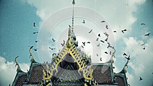 Old footage retro film grain cinema of a flock of pigeon birds flying toward the top of the Thai buddhism temple gable in HD size