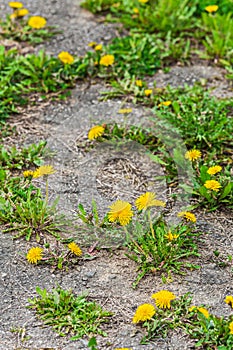 Old footpath in the garden with blooming yellow dandelions