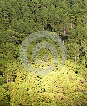 Old forest background, Mauritius