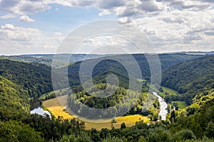 View on a old forest during summer time photo