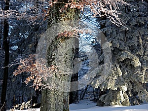 Old forest covered in heavy snow