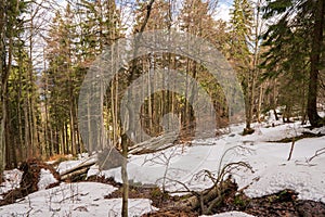 Old forest damaged by fowl calamity in an area where logging is prohibited, old woods are historically without intervention by