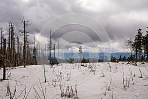 Old forest damaged by fowl calamity in an area where logging is prohibited, old woods are historically without intervention by