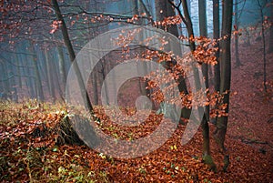 Old forest with fog in autumn