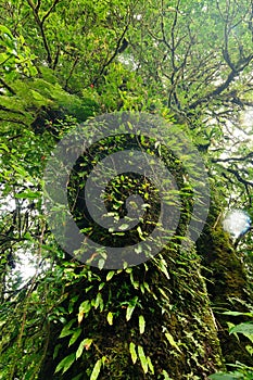 Old Forest, green tropical forest at Doi Inthanon National Park, vertical color and ant view image