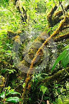 Old Forest, green tropical forest at Doi Inthanon National Park, vertical color and ant view image