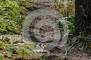 Old forest path among mountain vegetation