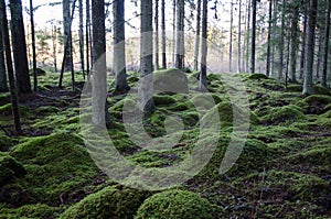 Old forest with soft green ground