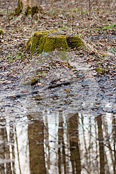 An old forest stump covered with green moss next to the April puddle with the reflection of trees