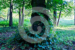 Old forest tree. nature green forest sunlight backgrounds