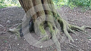 Old Forest Tree Roots Background