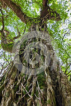 Old Forest tree quejigo