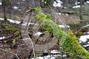 old forest. The trees are covered with moss. Difficult passable thickets. Fallen rotten tree trunks and branches. The last snow