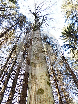 Old forest trees grow tall reaching to the sky in FingerLakes Hammond Hill State Forest
