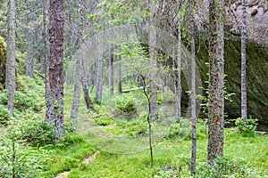Old forest in the wilderness