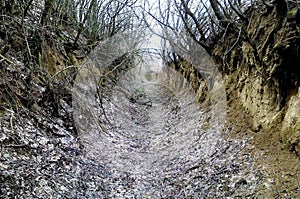 Old forgotten creepy road to nowhere