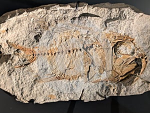 old fossil fish