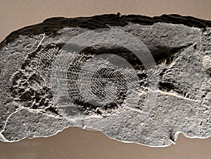 old fossil fish