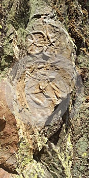 Old Fossils in the stone wall