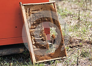 Old frame with broken honeycombs near the bee-test