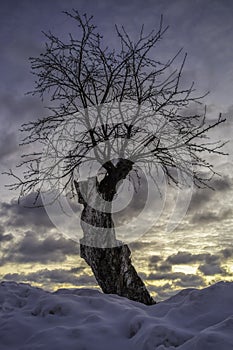 Old freestanding tree in winter, sunset