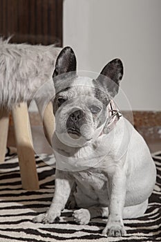 old french bulldog sitting on the zebra rug on the floor.Vertical picture photo