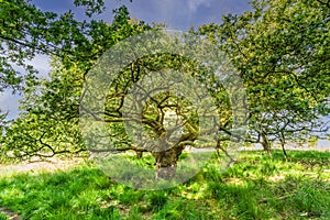 Old full grown gnarled pedunculate oak, Quercus robur, photo