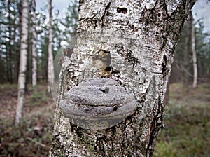 Old fungus on the old birch tree trunk