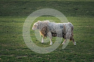 An old furry sheep in the fields.
