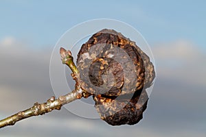 Old gall on twig