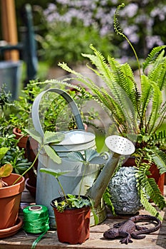Old galvanised watering can with potted plants