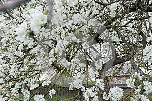 Old garden apple tree in spring full bloom covering with snowy white flowers at farm log house background