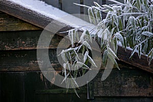 Old Garden Shed with Frosted Bamboo Plant in Winter