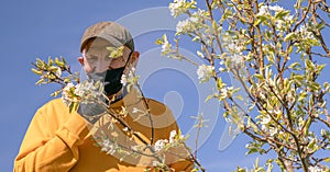 Old gardener in black mask and gloves smells apple blossom