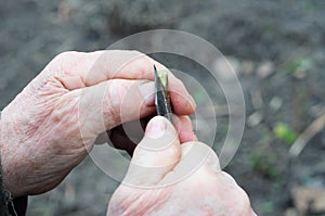 Old gardener hands grafting and budding fruit tree.  Step-by-step picture tutorial on grafting fruit trees