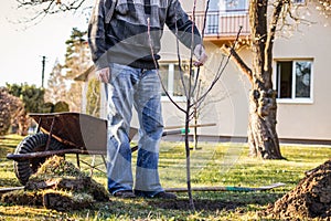 Senior man planting fruit tree in garden